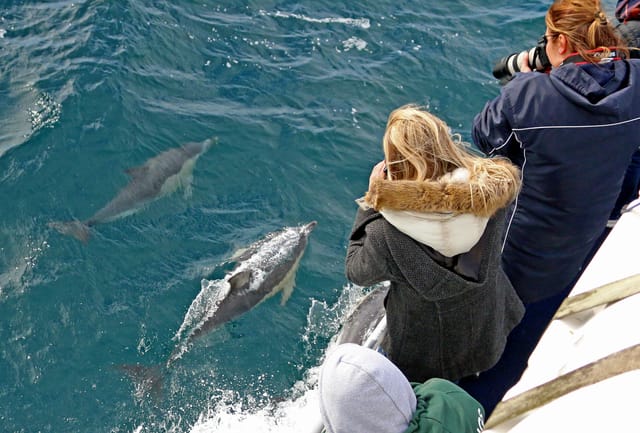 dolphin-whale-phillip-island-cruise-australia-pelago0.jpg